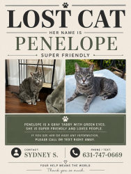 Lost Female Cat last seen Mills Pond Road, Saint James, NY 11780