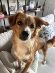 Lost Male Dog last seen IMAS, McAllen, TX 78501