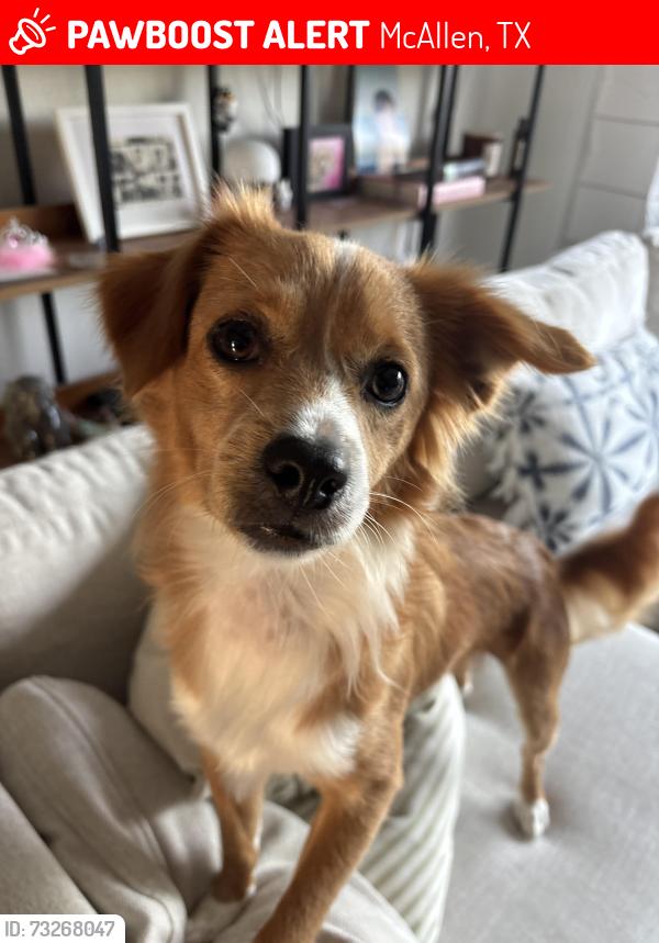 Lost Male Dog last seen IMAS, McAllen, TX 78501