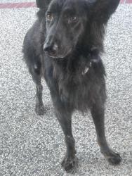 Reunited Female Dog last seen Penitencia Creek, San Jose, CA 95132