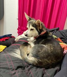 Lost Female Dog last seen Near Indianápolis blvd East chicago, East Chicago, IN 46312