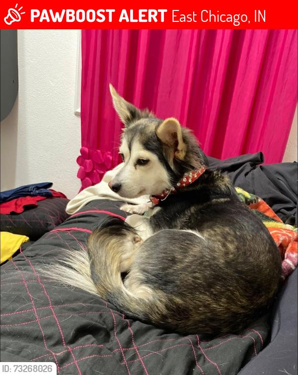 Lost Female Dog last seen Near Indianápolis blvd East chicago, East Chicago, IN 46312