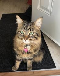 Reunited Male Cat last seen Locust & 45th, Philadelphia, PA 19139