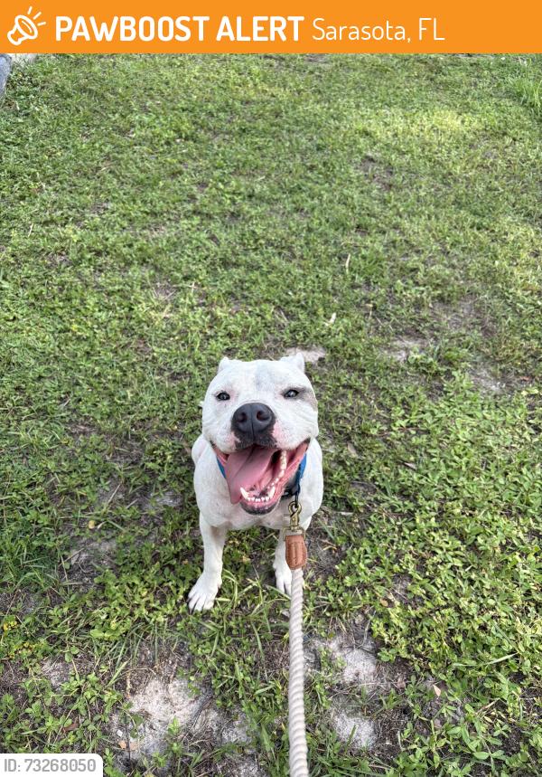 Found/Stray Male Dog last seen Old Bradenton and Myrtle, Sarasota, FL 34234
