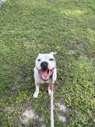 Found/Stray Male Dog last seen Old Bradenton and Myrtle, Sarasota, FL 34234