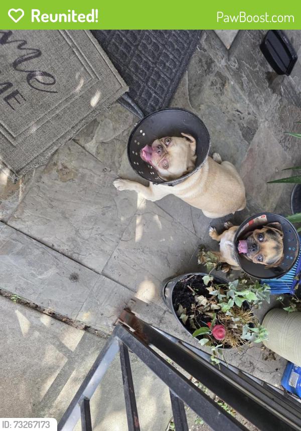 Reunited Male Dog last seen Antoine & Suttonford, Houston, TX 77066