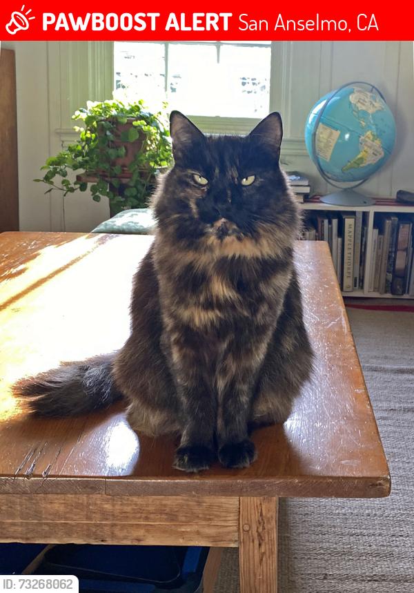 Lost Female Cat last seen laurel, San Anselmo, CA 94960