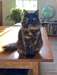 Lost Female Cat last seen laurel, San Anselmo, CA 94960