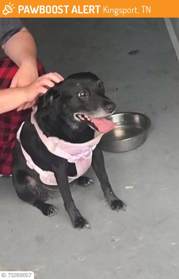 Found/Stray Female Dog last seen Forest View Rd & Bloomingdale, Kingsport, TN 37660