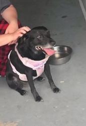Found/Stray Female Dog last seen Forest View Rd & Bloomingdale, Kingsport, TN 37660