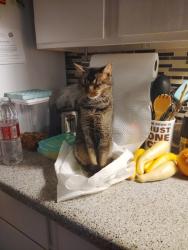 Lost Female Cat last seen Sycomore school rd, Fort Worth, TX 76102