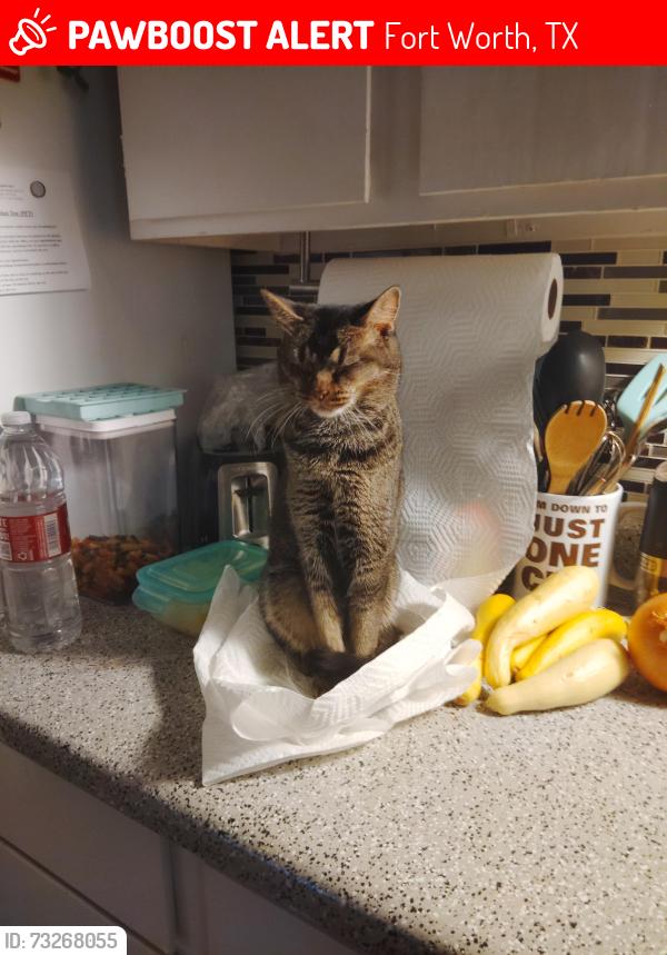 Lost Female Cat last seen Sycomore school rd, Fort Worth, TX 76102