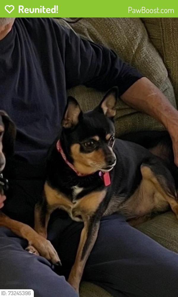 Reunited Female Dog last seen Near Tanager St, Houston, TX 77074, USA, Houston, TX 77074