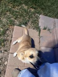Found/Stray Male Dog last seen Yukon rd and west county, Odessa, TX 79764