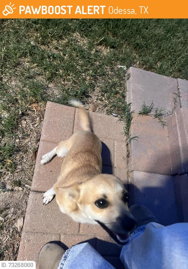Found/Stray Male Dog last seen Yukon rd and west county, Odessa, TX 79764
