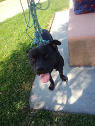 Found/Stray Male Dog last seen Opp and Wilmington boulevard, Los Angeles, CA 90744