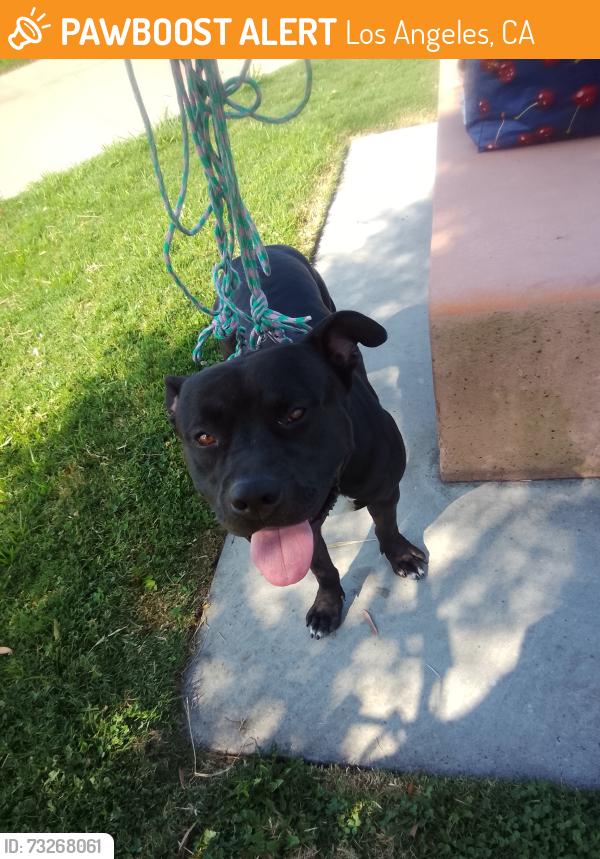 Found/Stray Male Dog last seen Opp and Wilmington boulevard, Los Angeles, CA 90744