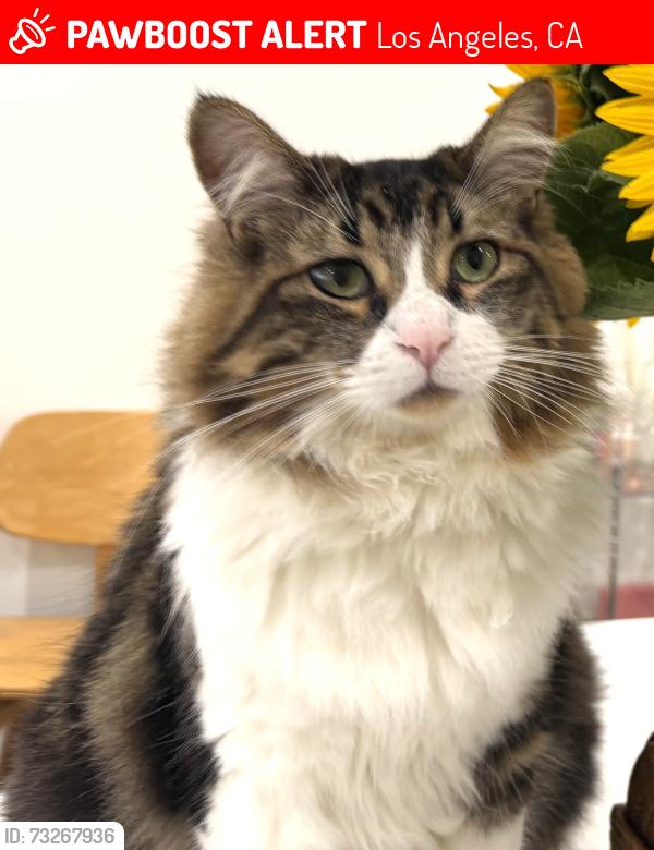 Lost Male Cat last seen Oakwood and Hayworth, Los Angeles, CA 90048