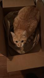 Reunited Male Cat last seen Flower street & circle drive, Hempstead, NY 11550