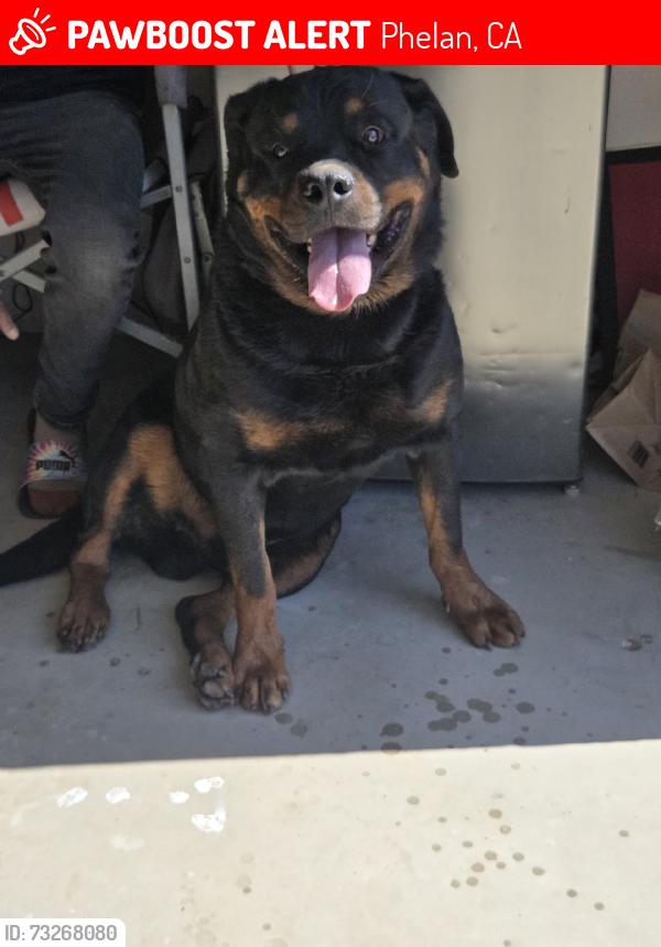 Lost Male Dog last seen Johnson rd, Phelan, CA 92371