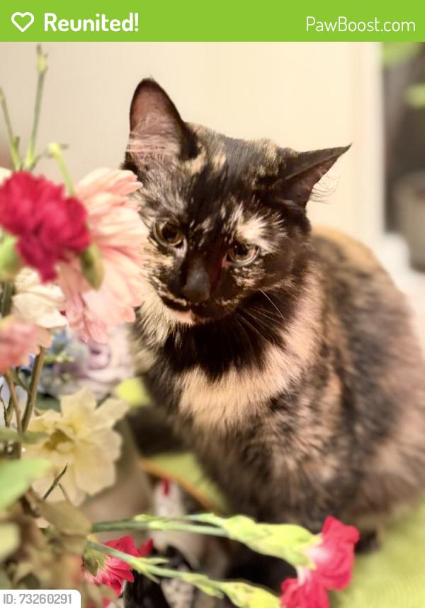Reunited Female Cat last seen Near Grands Rapids, Spring, TX 77373