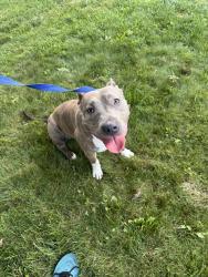 Found/Stray Female Dog last seen Long Rd and Sugarbark Dr Canal Winchester Ohio, South Columbus, OH 43068