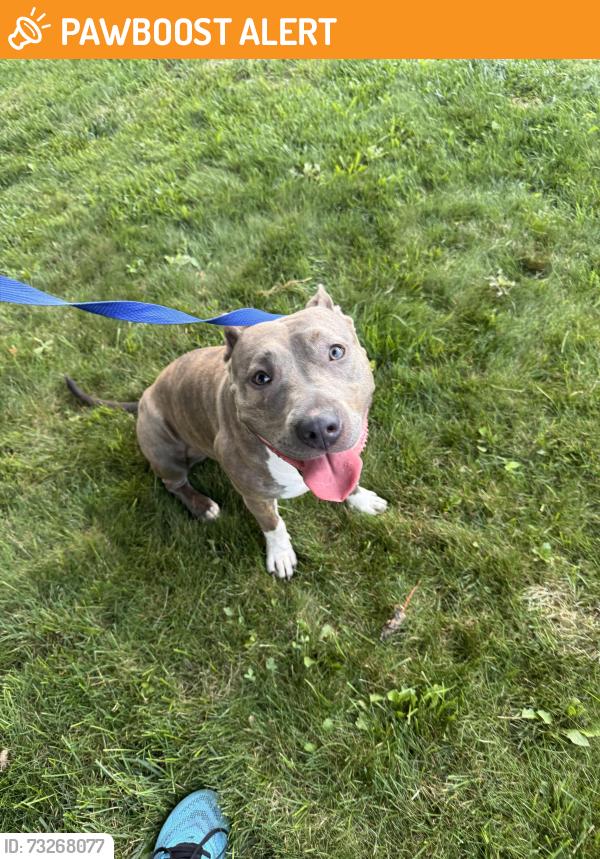 Found/Stray Female Dog last seen Long Rd and Sugarbark Dr Canal Winchester Ohio, South Columbus, OH 43068