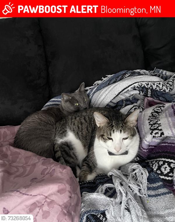 Lost Female Cat last seen Kell Ave S and Southmore Dr, Bloomington, MN 55437