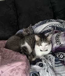 Lost Female Cat last seen Kell Ave S and Southmore Dr, Bloomington, MN 55437