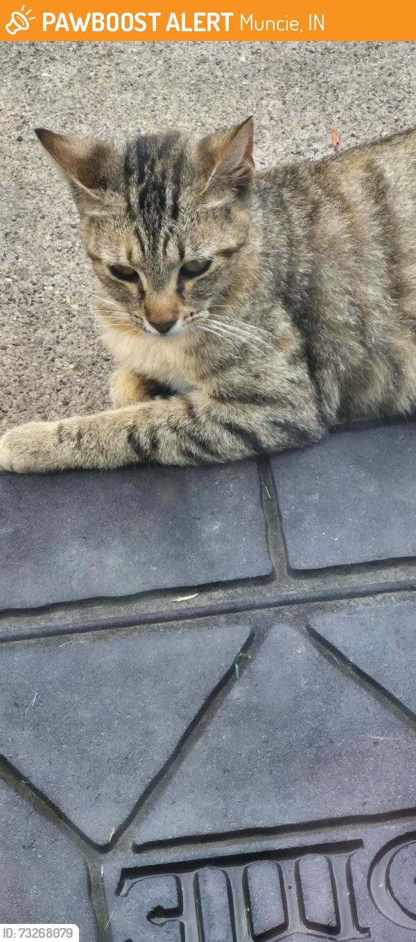 Found/Stray Female Cat last seen E Cowing Dr and E Streeter, Muncie, IN 47303