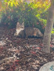 Lost Female Cat last seen Hooke Way/Murieta Way, Sacramento, CA 95822