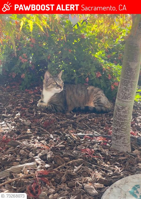 Lost Female Cat last seen Hooke Way/Murieta Way, Sacramento, CA 95822