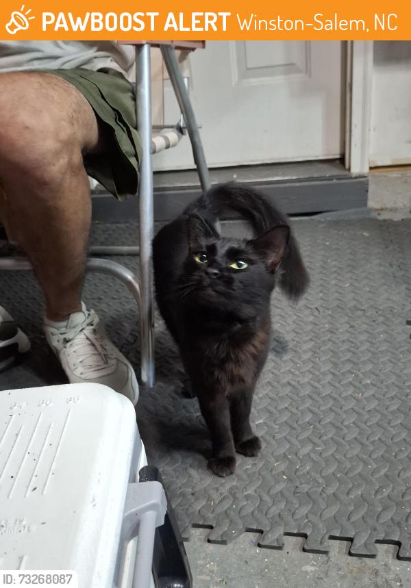 Found/Stray Female Cat last seen Old Hollow Road, Winston-Salem, NC 27105