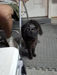 Found/Stray Female Cat last seen Old Hollow Road, Winston-Salem, NC 27105