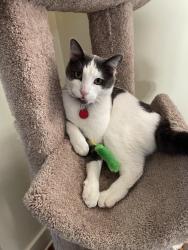 Lost Male Cat last seen Ave 51 and Irvington place, Highland Park, CA 90042