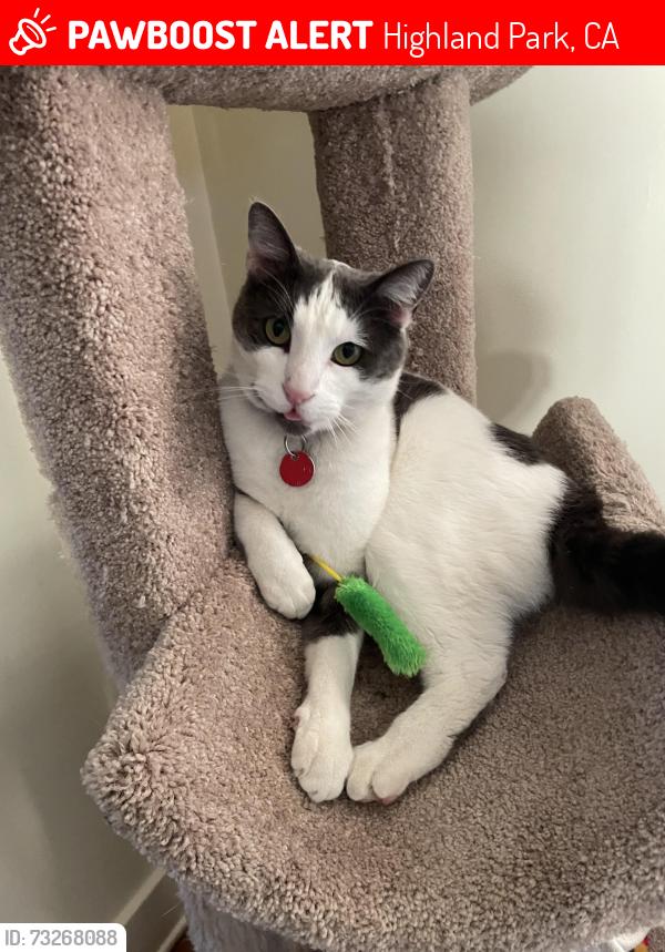 Lost Male Cat last seen Ave 51 and Irvington place, Highland Park, CA 90042