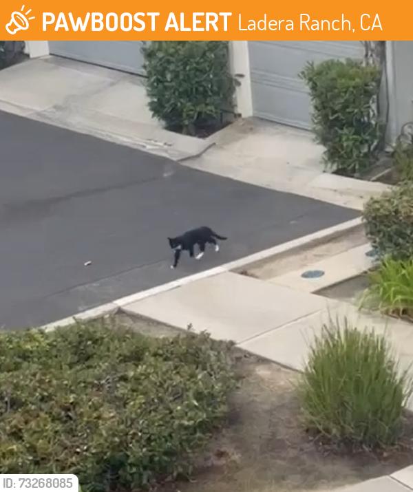 Found/Stray Unknown Cat last seen Valmont Way, Ladera Ranch, Ladera Ranch, CA 92694