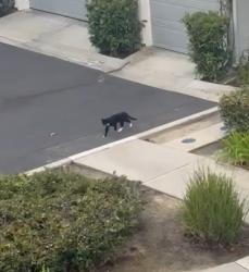 Found/Stray Unknown Cat last seen Valmont Way, Ladera Ranch, Ladera Ranch, CA 92694