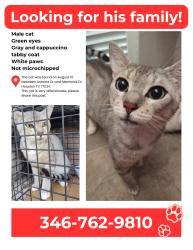 Found/Stray Male Cat last seen Antoine Dr and Memorial Dr, Houston, TX 77024