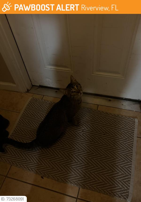 Found/Stray Male Cat last seen Christina Woods apmts, Riverview, FL 33602