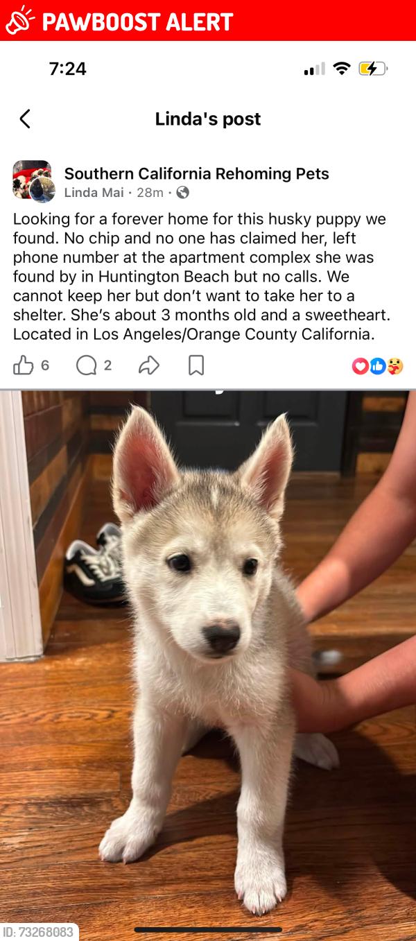 Lost Female Dog last seen Los Ángeles california, Huntington Beach, CA 92648