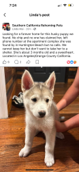 Lost Female Dog last seen Los Ángeles california, Huntington Beach, CA 92648