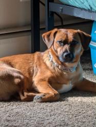Reunited Male Dog last seen Near wilmington Ave, Dayton, OH 45420
