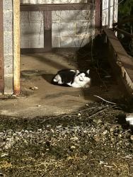Found/Stray Unknown Cat last seen Northwest blvd and Chatham rd, Winston-Salem, NC 27101