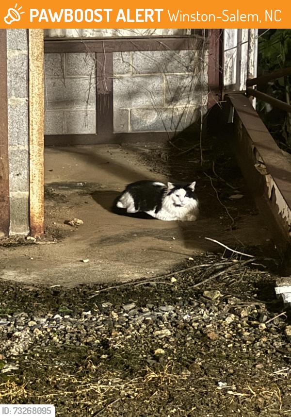 Found/Stray Unknown Cat last seen Northwest blvd and Chatham rd, Winston-Salem, NC 27101