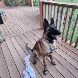 Lost Female Dog last seen Old Highway 411, Ramhurst area, Murray County, GA 30705