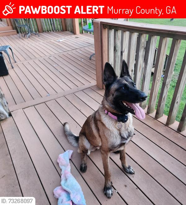 Lost Female Dog last seen Old Highway 411, Ramhurst area, Murray County, GA 30705