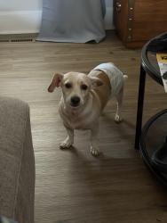 Found/Stray Male Dog last seen Maple street and Main Street simpsonville sc, Simpsonville, SC 29681