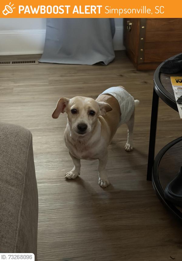 Found/Stray Male Dog last seen Maple street and Main Street simpsonville sc, Simpsonville, SC 29681