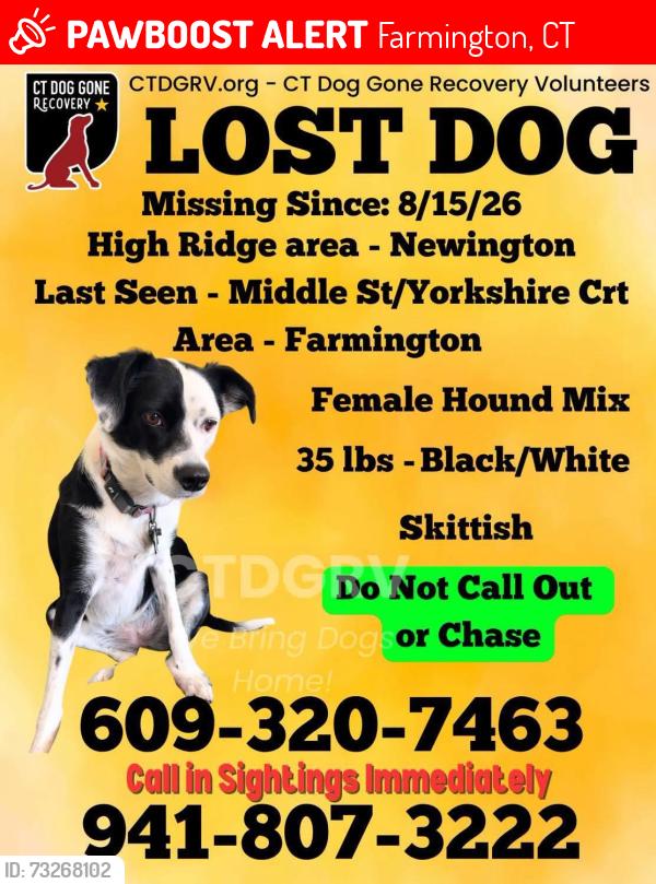 Lost Female Dog last seen Old route 6 and 84 east in farmington, Farmington, CT 06032